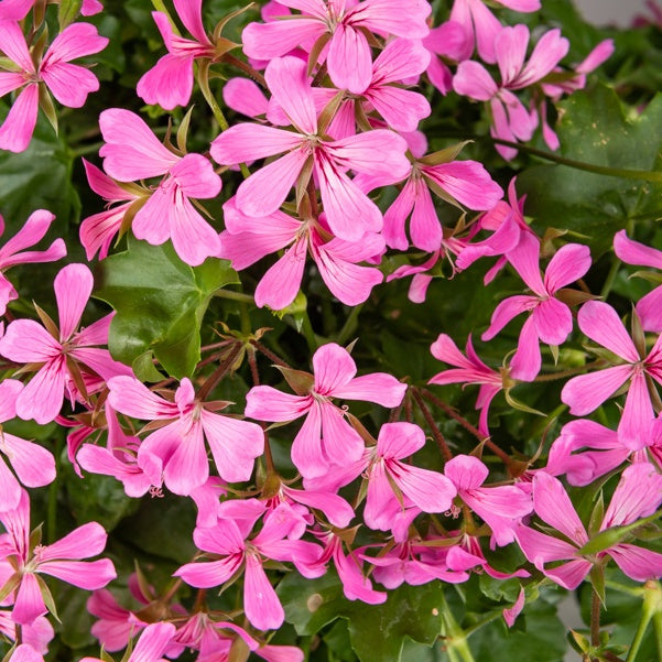 Géranium lierre rose - Pelargonium peltatum - Bakker