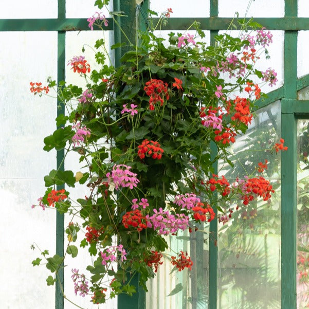3 Géraniums-lierre rouges - Pelargonium peltatum - Bakker