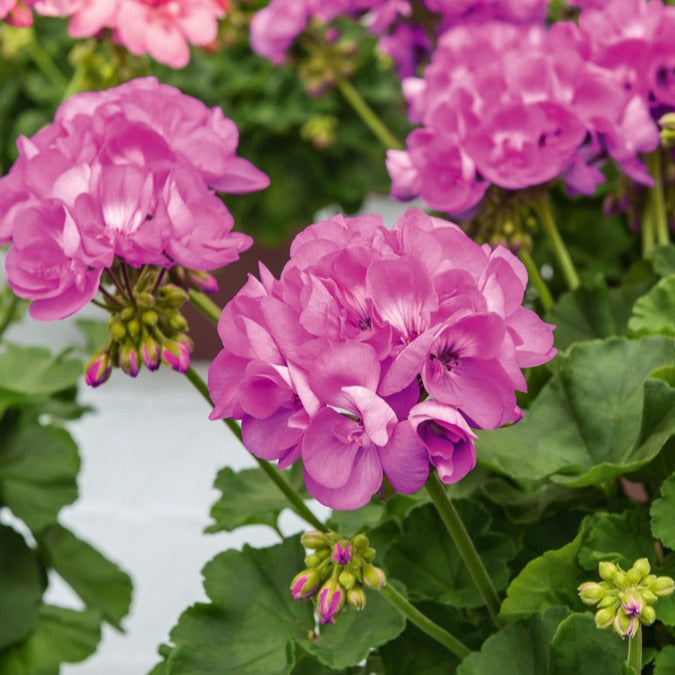 Géranium zonale violet - Bakker