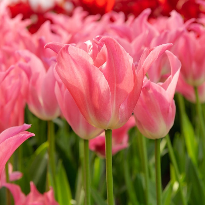 7 Tulipes pretty love - Bakker
