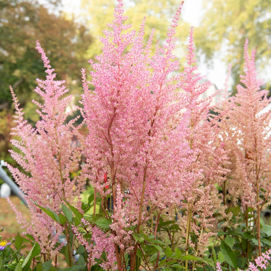 Astilbe arendsii Erika - Bakker