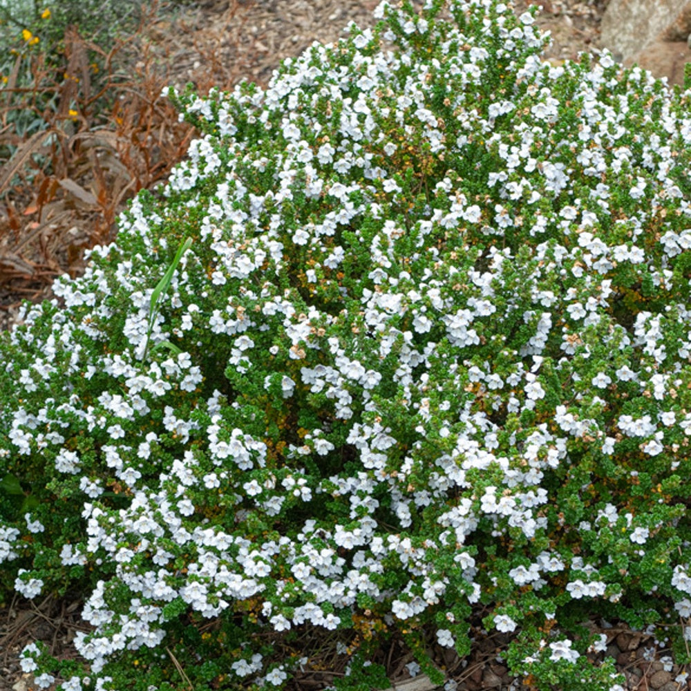 Menthe australienne - Bakker