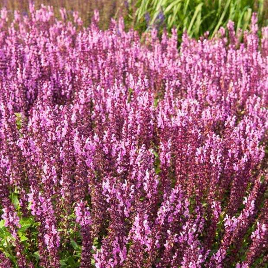 Sauge des bois rose clair - Bakker