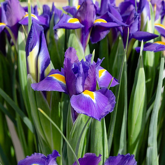 Bakker - Iris de Hollande Purple Sensation - Iris 'purple sensation' - Bulbes à fleurs