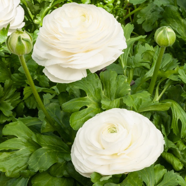 10 Renoncules blanches - Ranunculus white - Bakker