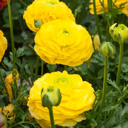 Bakker - 10 Renoncules jaunes - Ranunculus yellow - Bulbes à fleurs