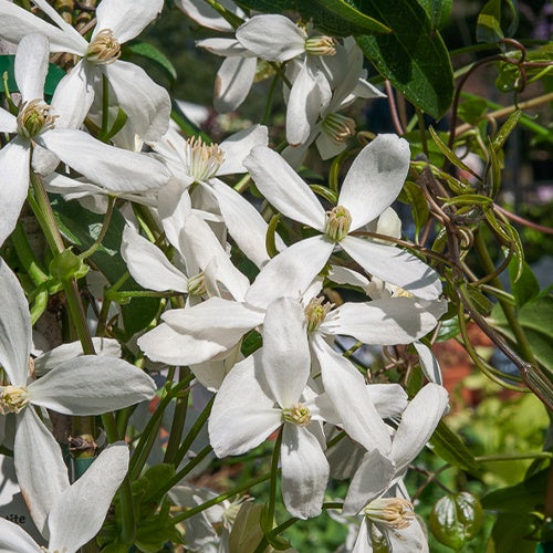 Clématite du Père Armand Snowdrift - Clematis armandii 'snowdrift' - Bakker
