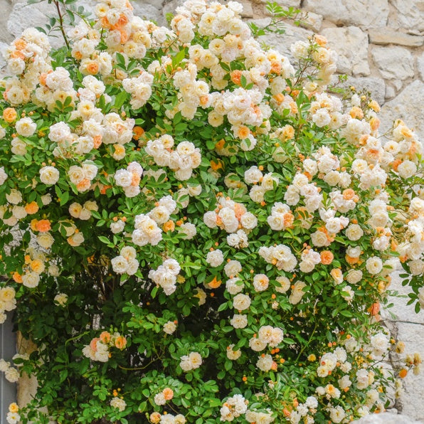 Rosier Ghislaine de Féligonde - Rosa Ghislaine de Féligonde - Bakker