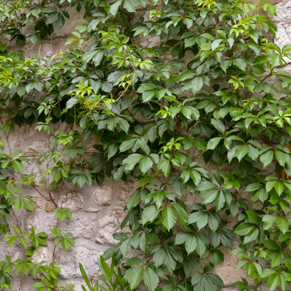 Plantes rustiques - Vigne vierge d'Engelmann - Parthenocissus quinquefolia 'engelmannii'