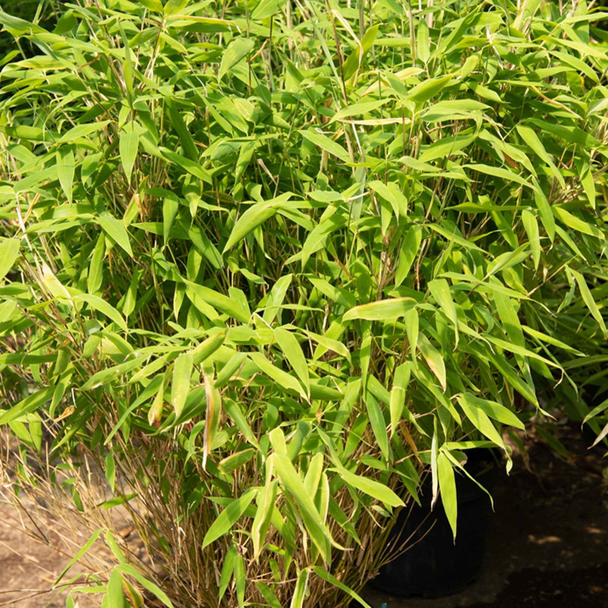 Fargesia rufa - Bambou Fargesia rufa non-traçant - Bambou non invasif