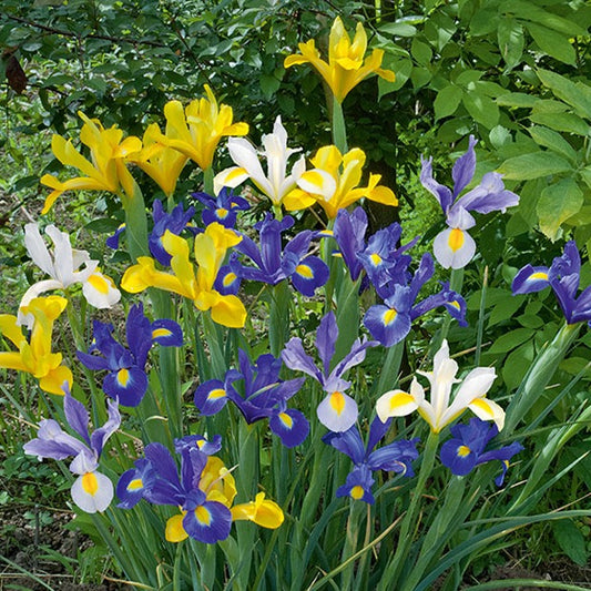 50 Iris de Hollande en mélange - Bakker