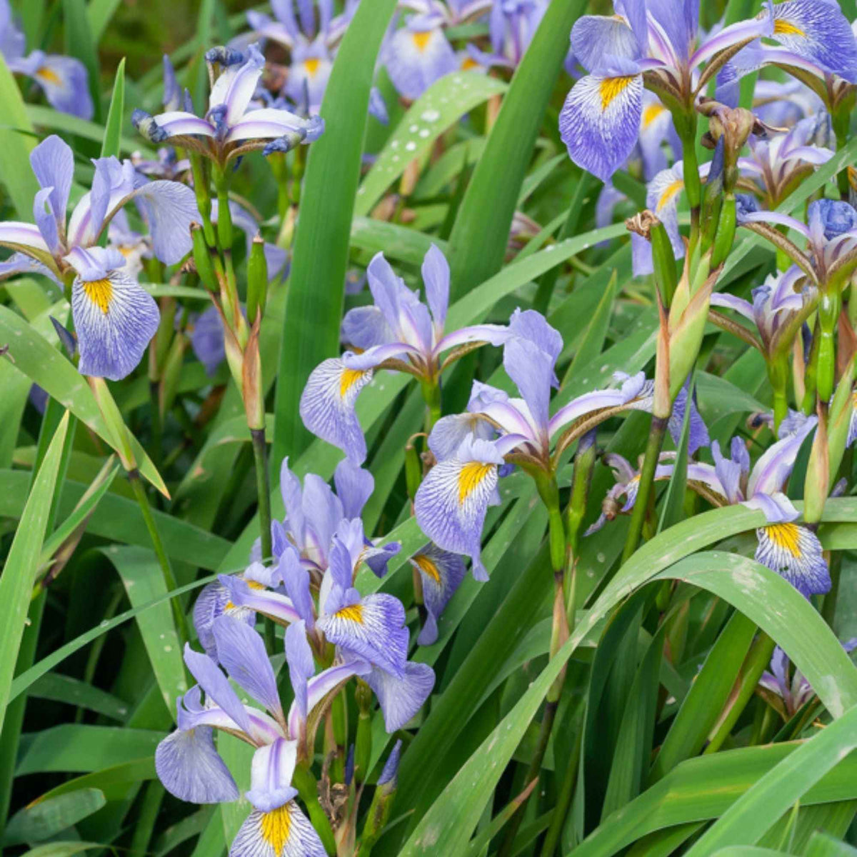 Lis bleu américain versicolor - Bakker