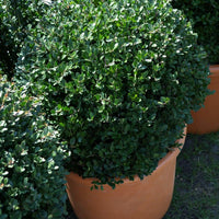 Bakker - Houx du Japon Ilex crenata De forme sphérique - Ilex crenata dark green - Arbustes
