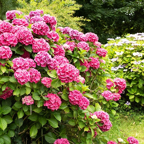 Hydrangea macrophylla - Hortensia rose - Hortensia macrophylla