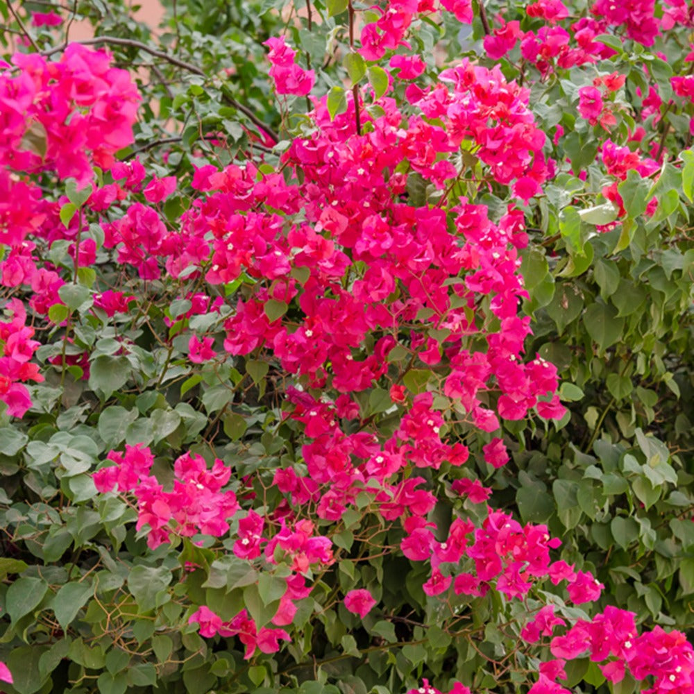 Vente Bougainvillier rose