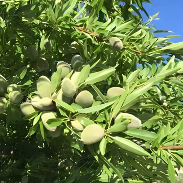 Bakker - Amandier - Prunus dulcis Texas