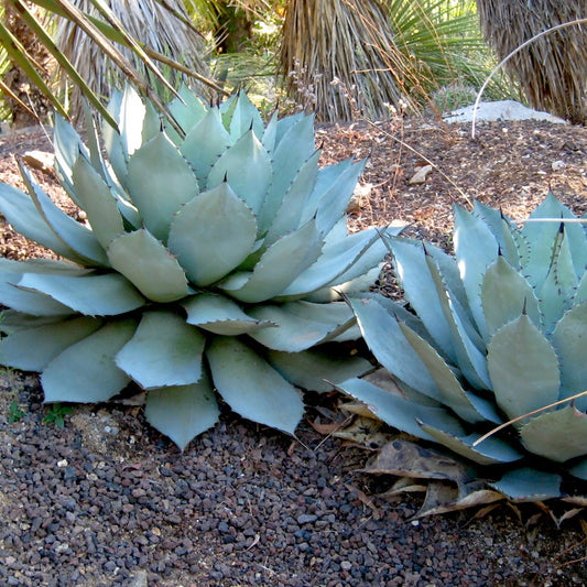 Agave de Parry - Bakker