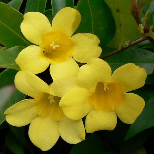 Gelsemium sempervirens - Bakker