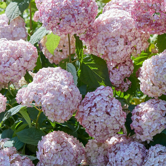 Hortensia Candy Bell Bubblegum ® - Bakker