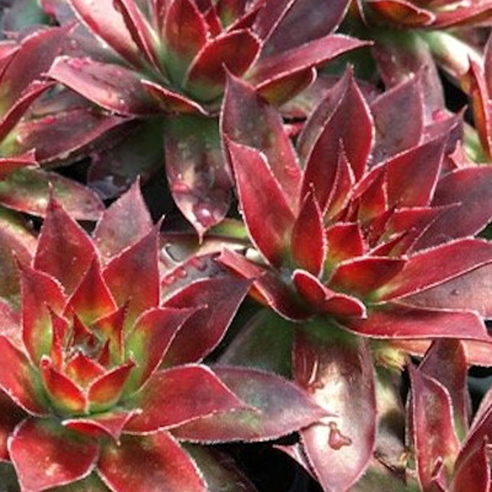 Sempervivum 'chick charmes' - Joubarbe Chick Charms® - Sempervivum - Sempervivum - Joubarbe