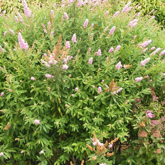 Spirée billiardii - Bakker