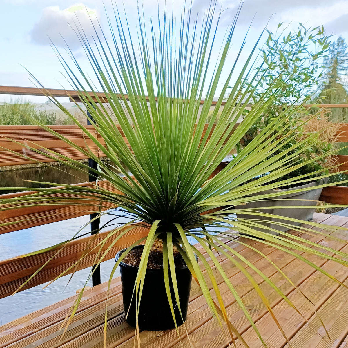 Nolina nelsonii - Noline bleue - Plantes de terrasses et balcons