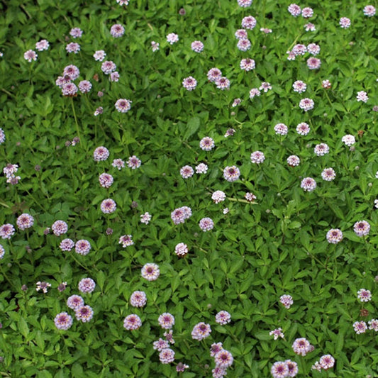 Verveine nodulaire - Bakker