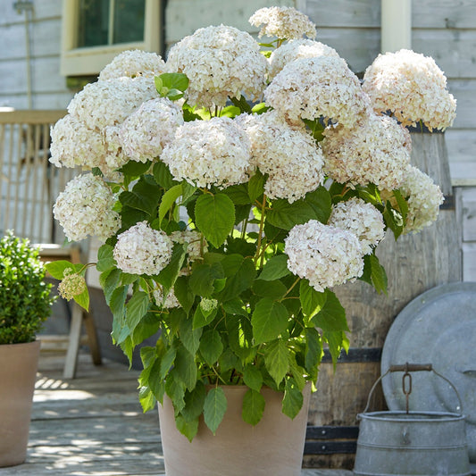 Hortensia Marshmallow ® Candy Bell® - Bakker