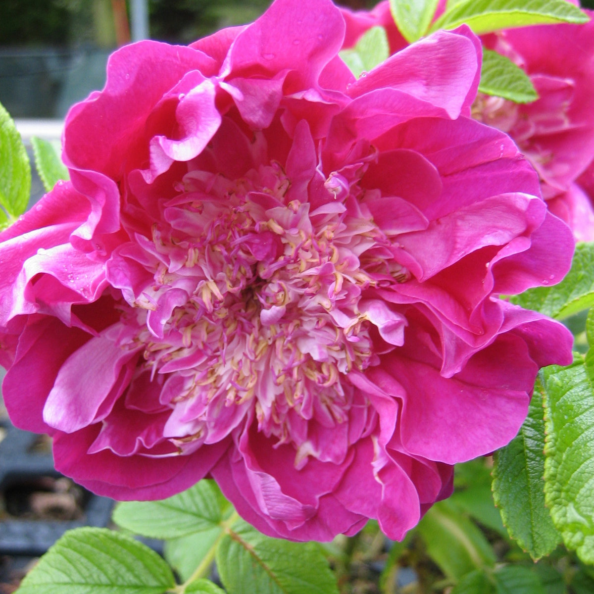 Rosier Pompom Perfume ® pivoine - Rosa rugosa Pompom Perfume - Bakker