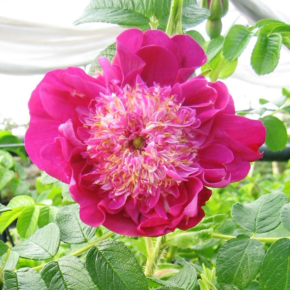 Rosier Pompom Perfume ® pivoine - Bakker