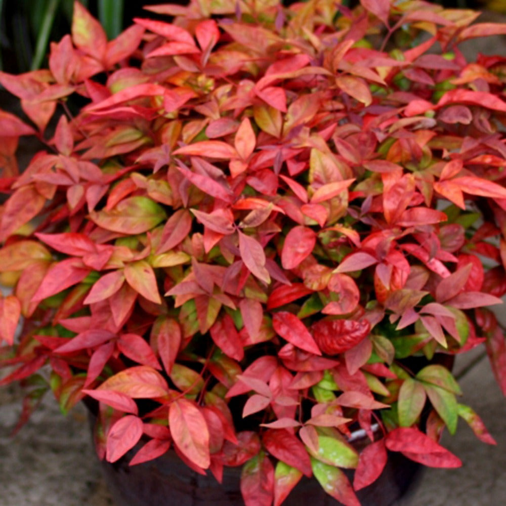 Nandina domestica Aka Blush Pink - Bambou sacré 'Blush Pink' - Arbustes fleuris