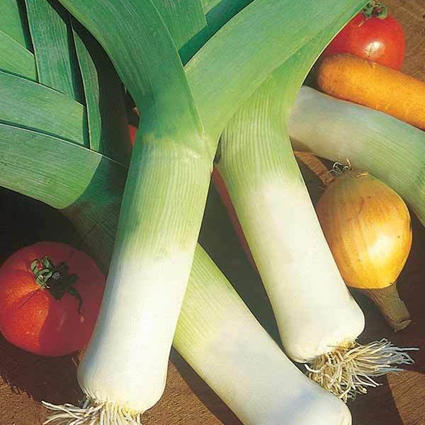 Allium porrum Monstrueux de Carentan 2 - Poireau Monstrueux de Carentan 2 Bio - Légumes biologiques