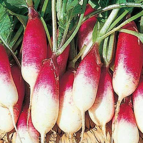 Raphanus sativus French Breakfast - Radis French Breakfast Bio - Graines de radis