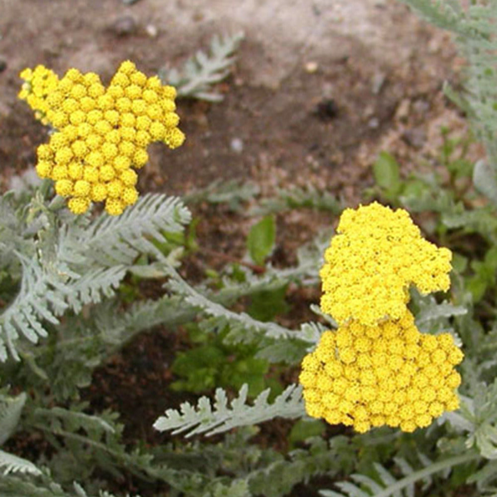 Achillea moonshine - Achillée millefeuille Little Moonshine - Achillée