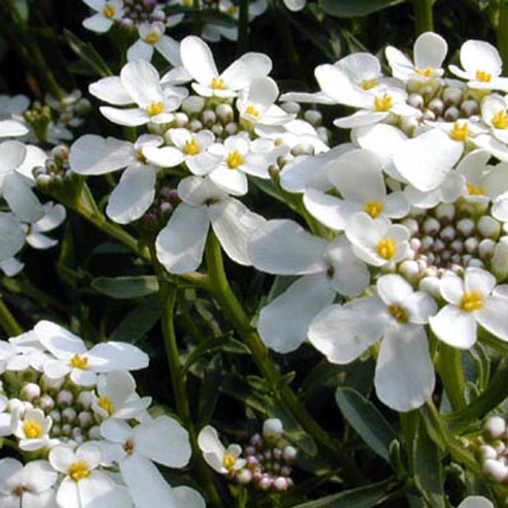Ibéris - Corbeille d'argent - Iberis sempervirens 'weisser zwerg'