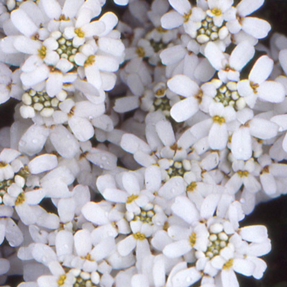 Vente Corbeille d'argent - Iberis sempervirens 'weisser zwerg'