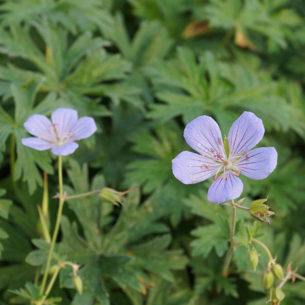 Géranium vivace Blue Cloud - Bakker