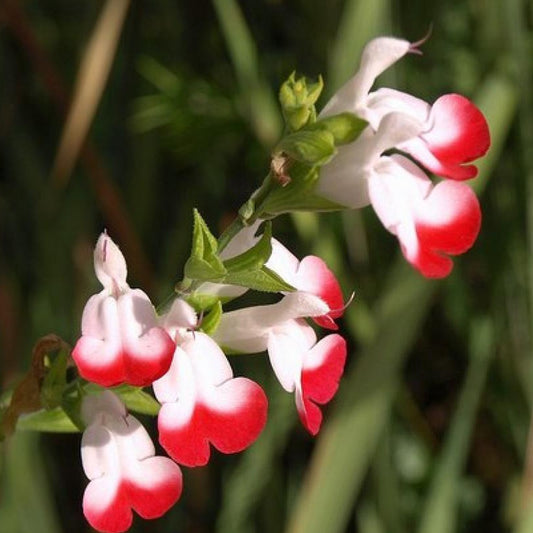 Sauge à petites feuilles Hot Lips - Bakker