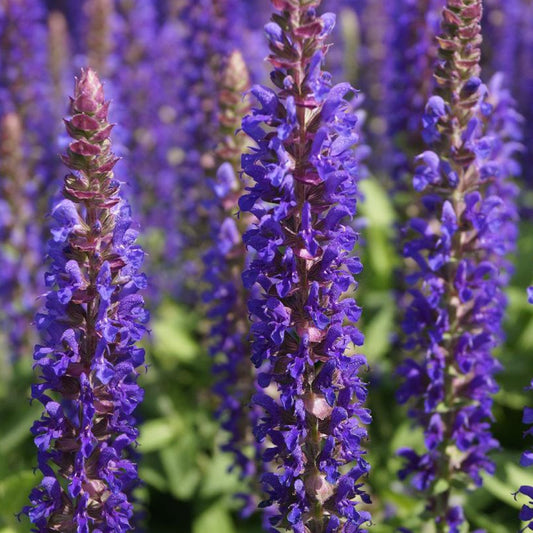 Sauge des bois Blue Bouquetta - Bakker