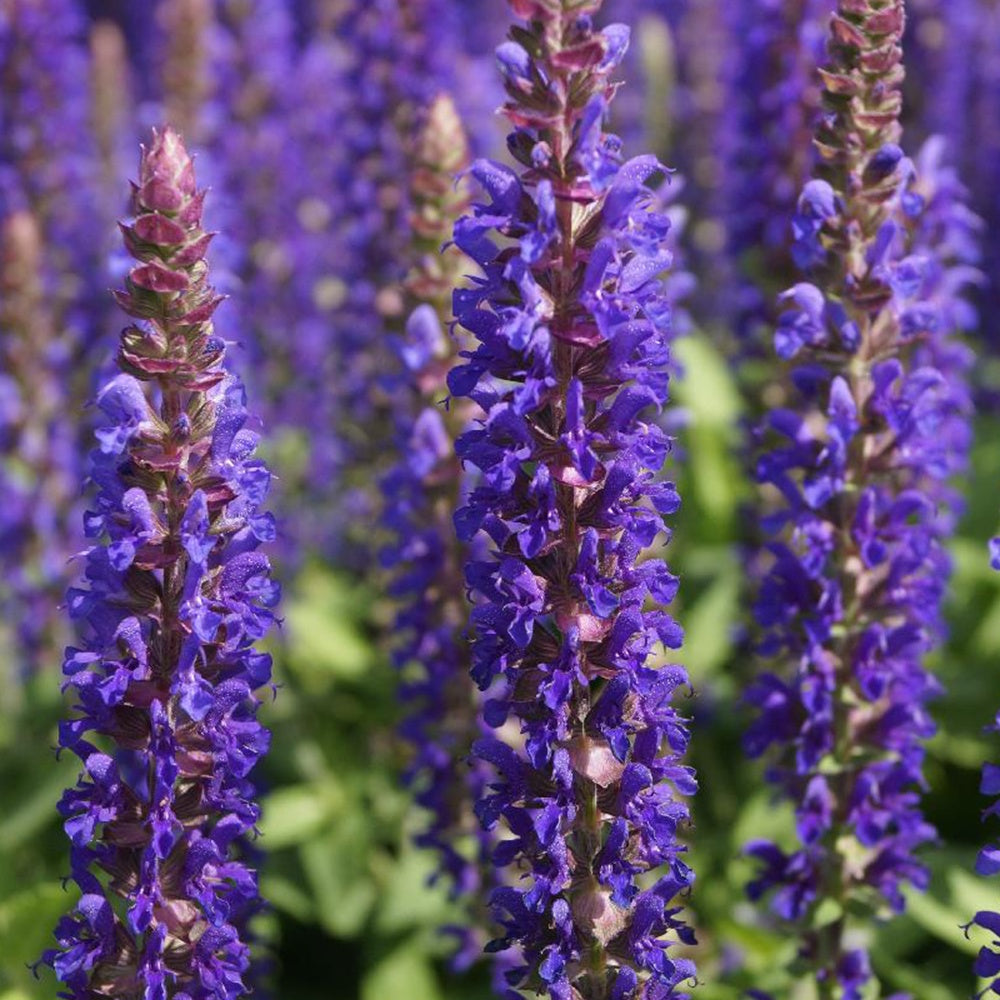 Sauge des bois Blue Bouquetta - Bakker