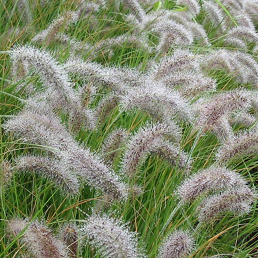 Herbe aux écouvillons - Pennisetum - Bakker
