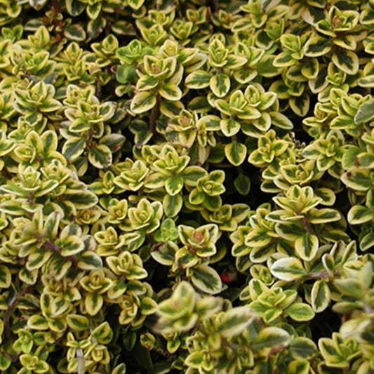 Thym citron doré - Bakker