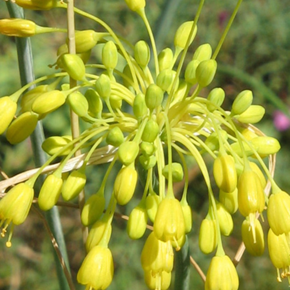 Vente Ail jaune - Allium flavum