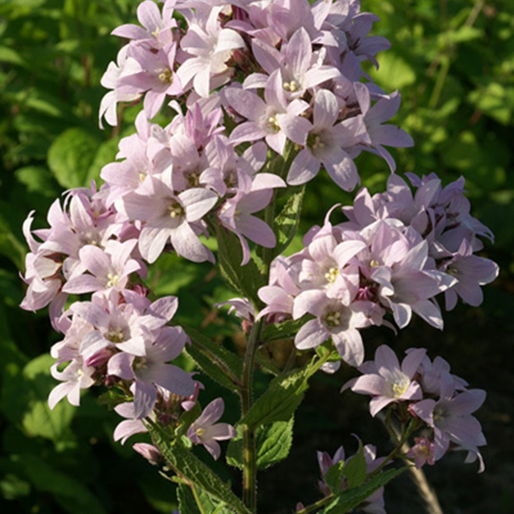 Campanule laiteuse Loddon Anna - Bakker
