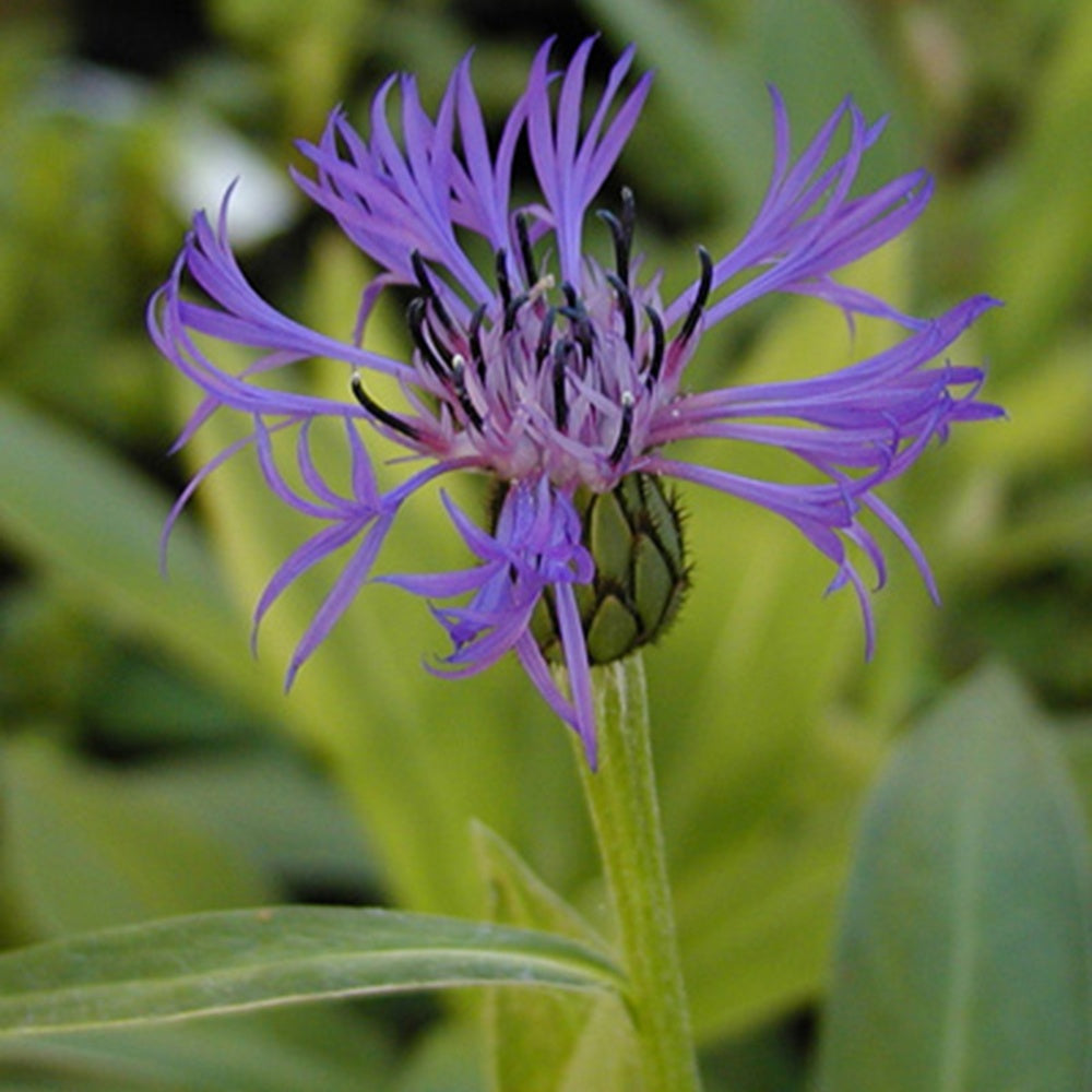 Vente Centaurée des montagnes - Centaurea montana