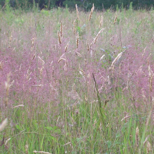Herbe d'amour - Bakker
