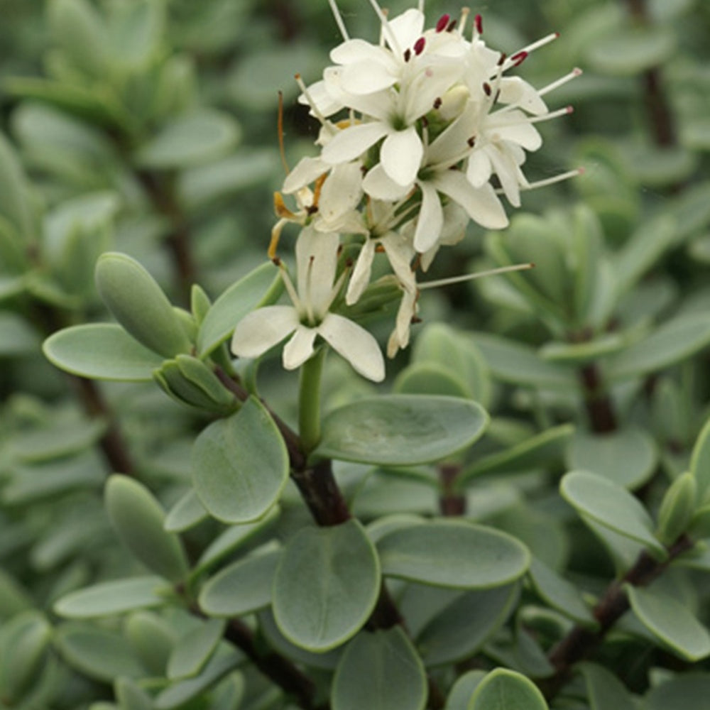 Arbustes à feuillage persistant - Véronique arbustive - Hebe carnosula