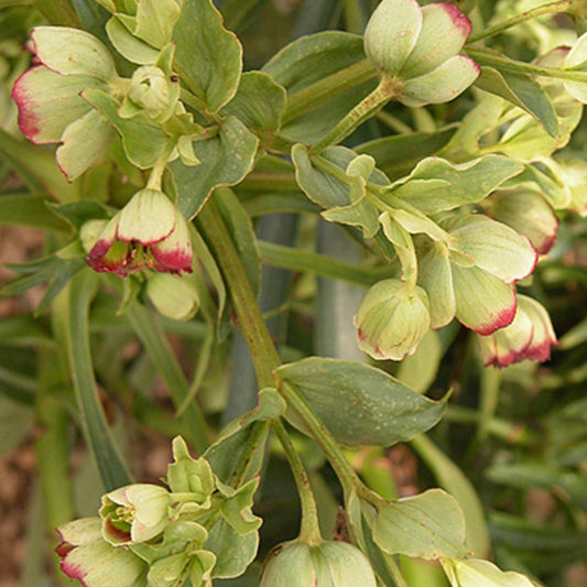 Bakker - Hellébore fétide - Helleborus foetidus - Pour pot et balconnière