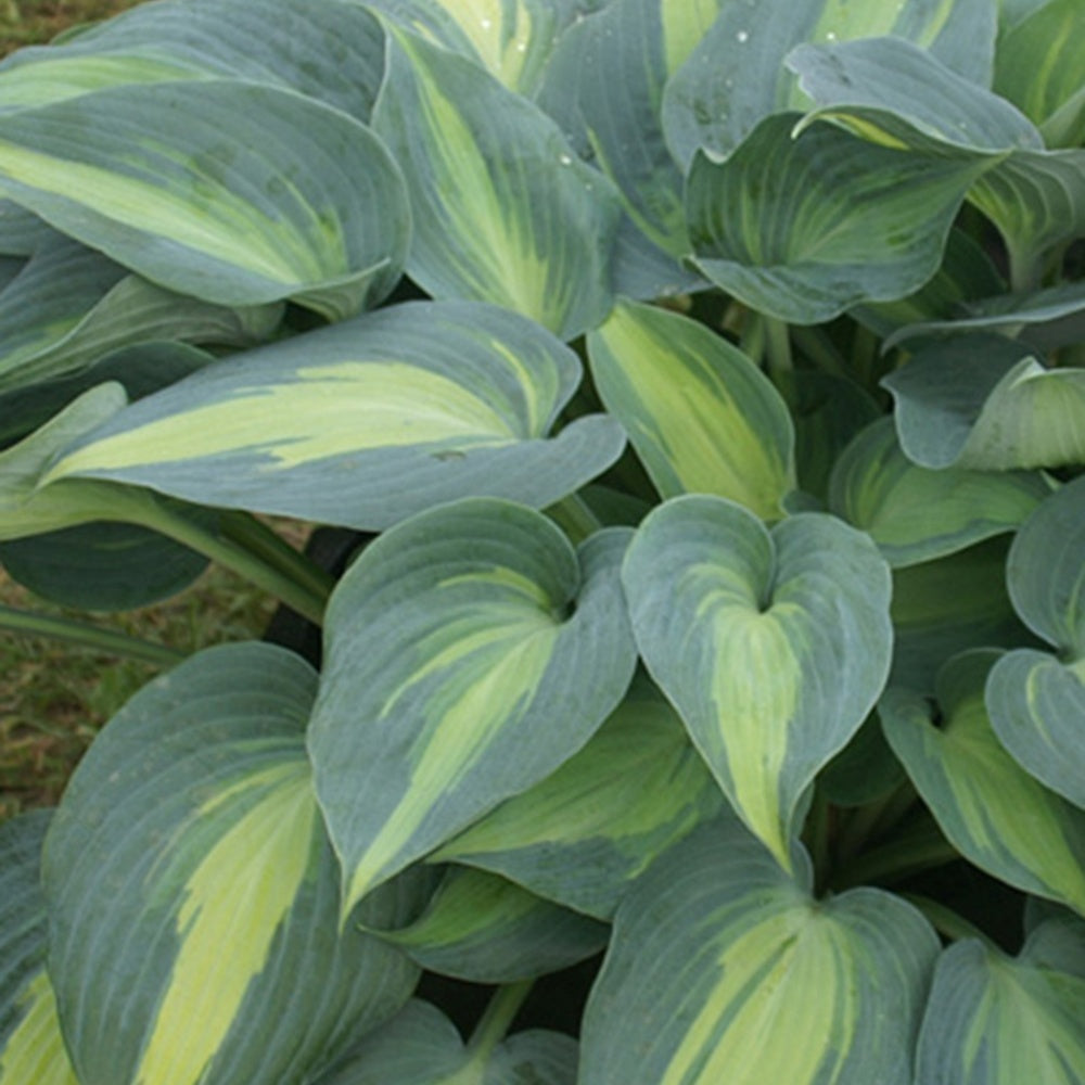 Hosta Catherine - Hosta catherine - Bakker