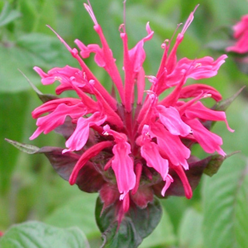 Monarde Mahogany - Bakker